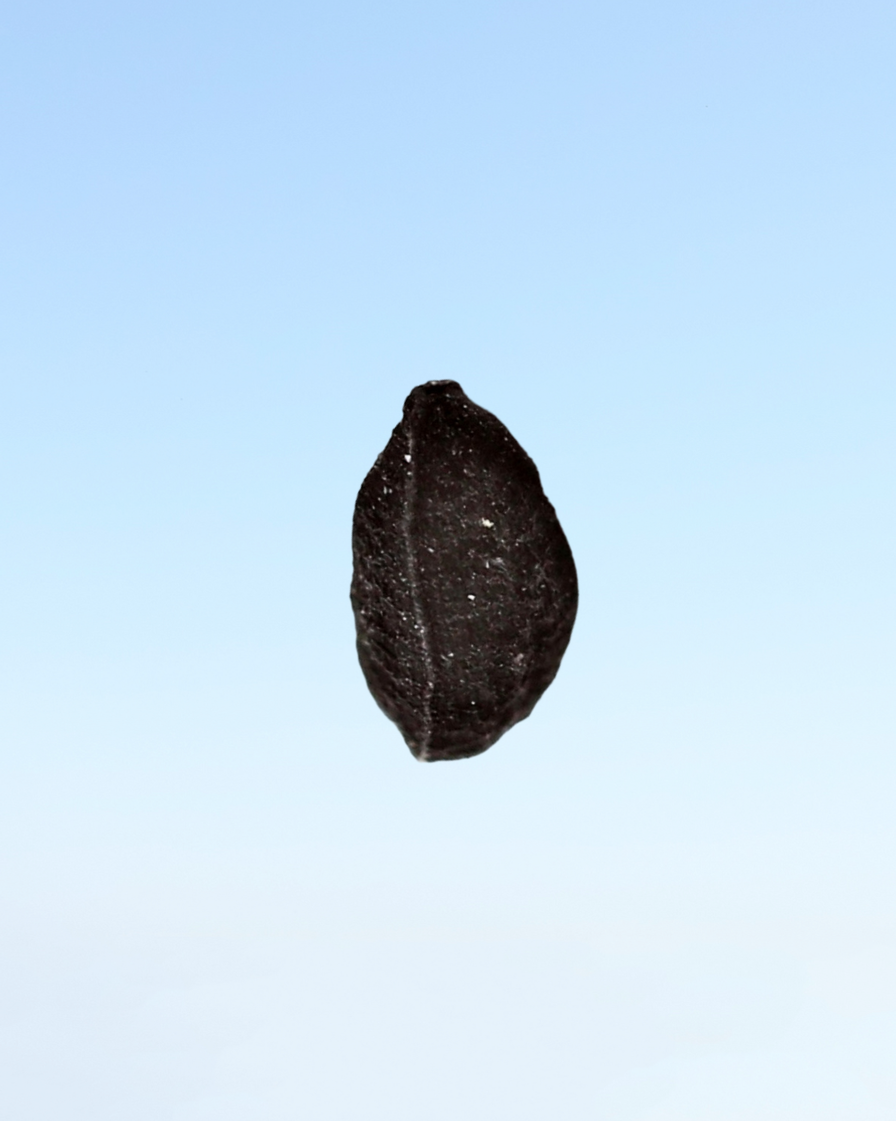 Black Seed (Nigella Sativa)