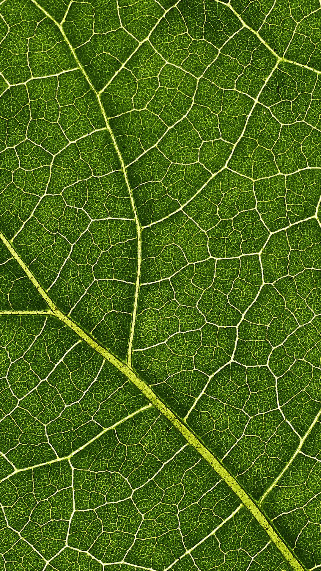 <h3>Exploring the Science Behind Black Seed</h3>